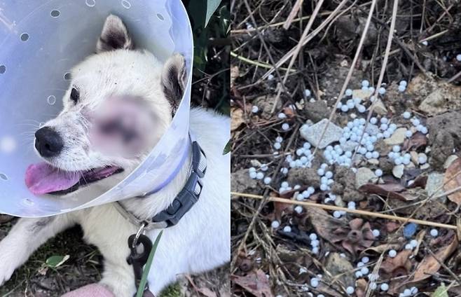 비비탄 총 난사로 안구 적출을 하게 된 반려견. 오른쪽은 바닥에 떨어진 비비탄들. 비글구조네트워크 인스타그램 캡처