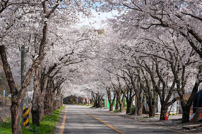 경기 광주시 벚꽃. 사진제공=광주시