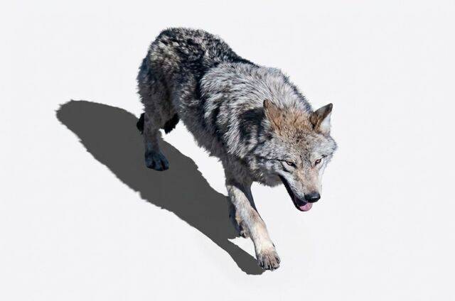 CCTV에 포착된 늑구의 이미지를 인공지능(AI)으로 고해상도 변환한 것이다. 대전소방본부 제공