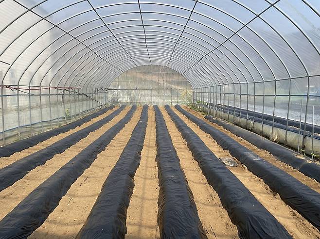 15일 충남 천안시 양곡리의 한 비닐하우스에서 농업용 필름이 씌워진 두둑이 정렬돼 있다. 이정훈 기자