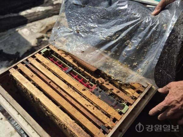 ◇김씨는 “벌통에 있는 꿀벌 개체수가 점점 줄어들고 있다”고 했다. 사진=고은기자