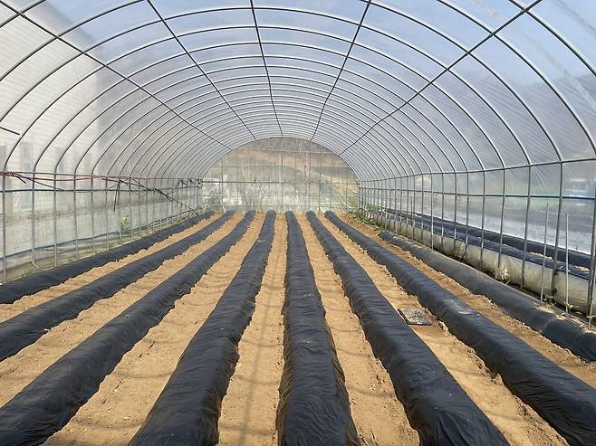 16일 충남 천안시 양곡리의 한 비닐하우스에서 농업용 필름이 씌워진 두둑이 정렬돼 있다. 이정훈 기자
