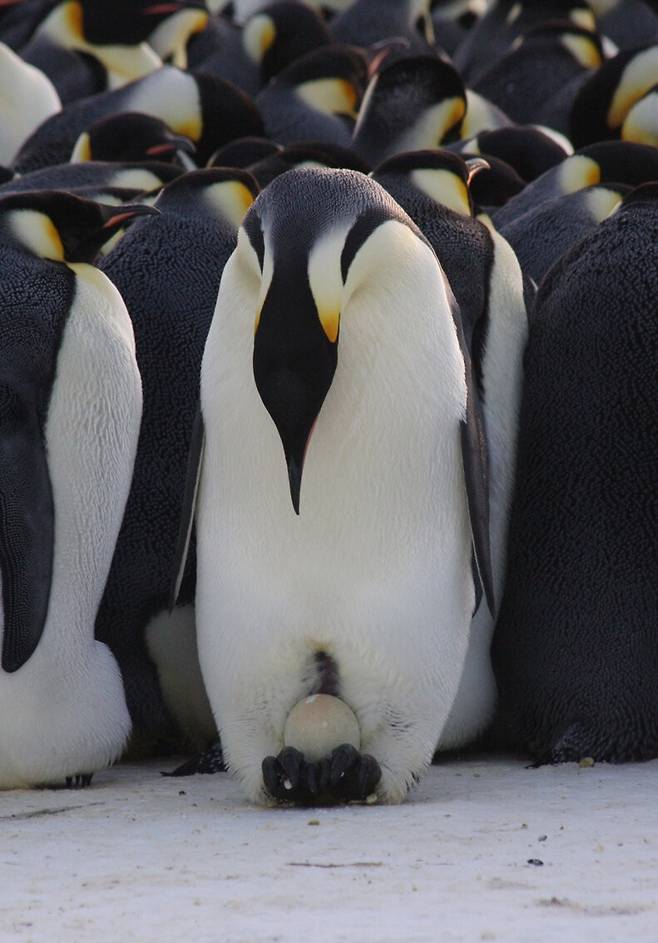 알을 품는 황제펭귄 수컷 (사진 Robyn Mundy/Australian Antarctic Division)