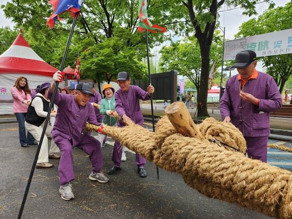 지난달 16일부터 19일까지 의령군민공원에서 '제51회 의령홍의장군축제'가 열린 가운데 의령큰줄땡기기보존회 회원 등이 줄다리기를 시연하고 있다. /류민기 기자