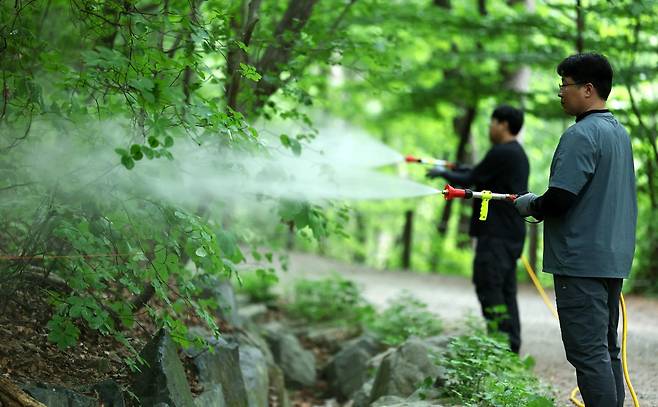 지난해 5월 7일 서울 노원구 삼육대학교에서 서울시 관계자들이 러브버그 확산을 막기 위해 BTI(Bacillus thuringiensis israelensis) 미생물 방제제를 살포한 뒤 물을 뿌리고 있다. 이번에 사용된 BTI는 특정 곤충 유충에만 작용하는 친환경 미생물 제제다. 뉴스1