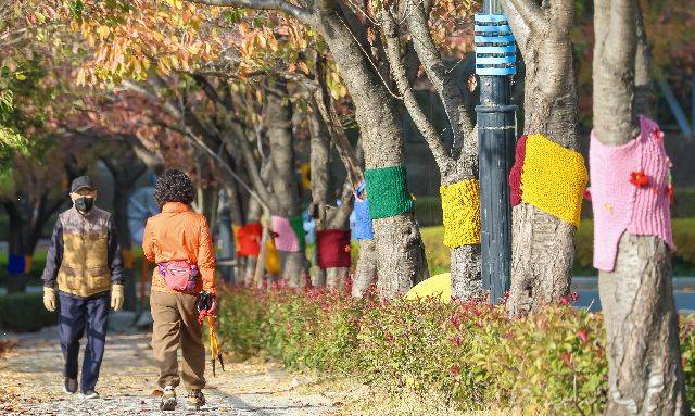 부산시는 도심 수목 관리를 위한 AI 기반 스마트 수목관리시스템을 시범 도입한다고 13일 밝혔다. 지난해 11월 부산 북구 구포무장애숲길 인근 가로수에 뜨개옷이 입혀져 있다. 김종진 기자 kjj1761@