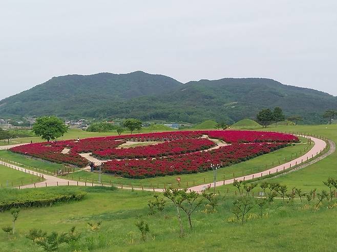 ▲ 경북 조문국사적지 일원에 조성된 작약 군락이 개화를 시작하며 초록 고분군과 어우러진 이색 풍경을 연출하고 있다. 의성군은 오는 15일 전후 작약이 절정을 맞아 25일까지 붉은 꽃물결 장관이 이어질 것으로 전망했다. 의성군 제공.