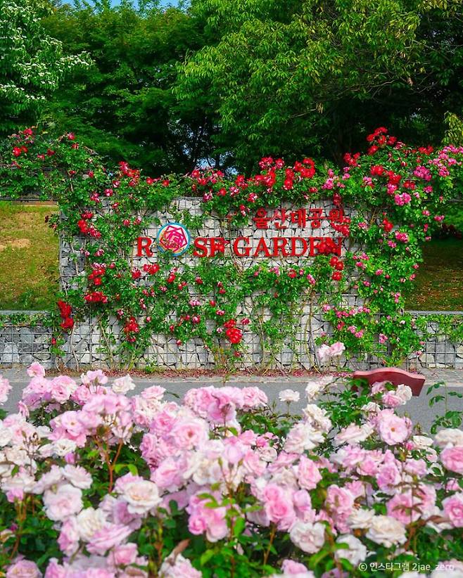 울산대공원 장미축제가 열리는 장미원은 우리나라의 대표적인 장미 명소다. /사진=한국관광공사