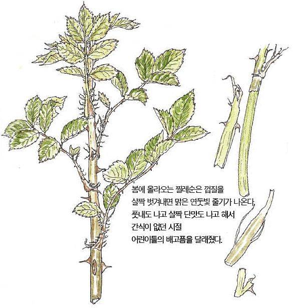 우리 주변 식물들의 비밀 이야기 74 찔레꽃