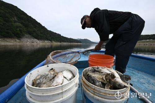 19일 인제군 남면 소양호 상류 일원에서 어민이 붕어 폐사체를 건져올리고 있다. 강원대 환경연구소 부설 어류연구센터산학협력단은 강바닥에 쌓인 다량의 유기물이 분해되는 과정에서 발생한 황화수소가 저층수에 고농도로 생성된 것을 확인했으며, 오염 농도는 기준치의 100배를 초과했다고 밝혔다. 신세희기자