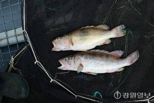 19일 인제군 남면 소양호 상류 일원에서 발견된 쏘가리 폐사체. 신세희기자