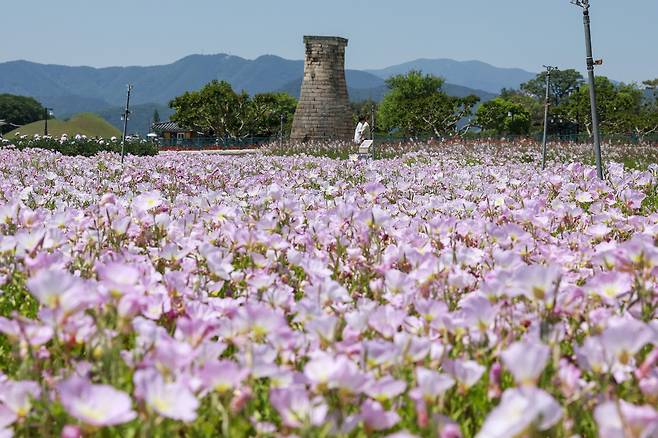 경주 동부사적지 첨성대 인근에 조성된 꽃단지. 초여름 꽃물결이 장관을 이루며 관광객들의 발길을 끌고 있다. /경주시 제공