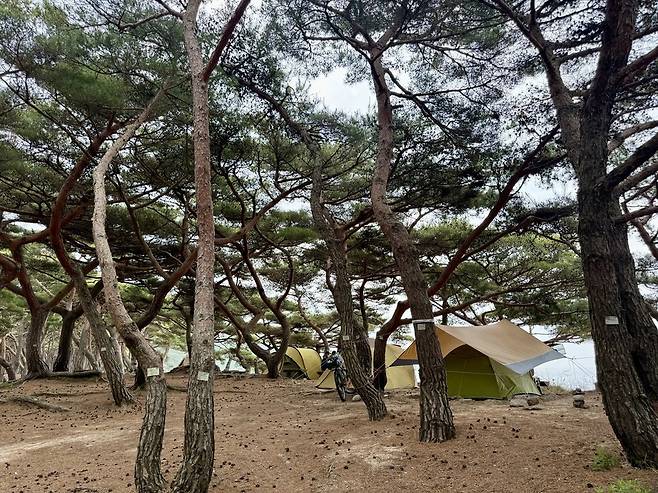 ▲ 26일 덕적도 밧지름해변 인근 소나무 보호지역에 장기 야영객들이 설치한 텐트와 그늘막, 자전거 등이 놓여 있다./정슬기 기자 zaa@incheonilbo.com