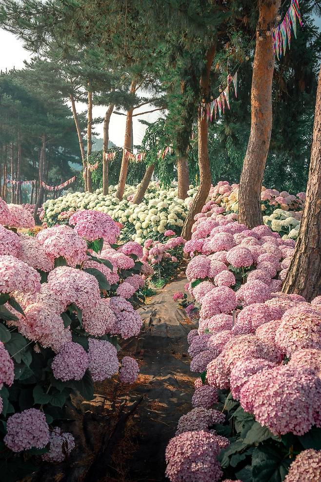 공주 유구색동 수국정원 전경.(충남도 제공. 재판매 및 DB금지)/뉴스1