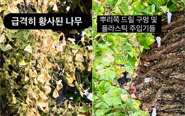 환기미술관 인근 수령 200년이 넘은 은행나무의 상태. 서울환경연합 인스타그램 갈무리