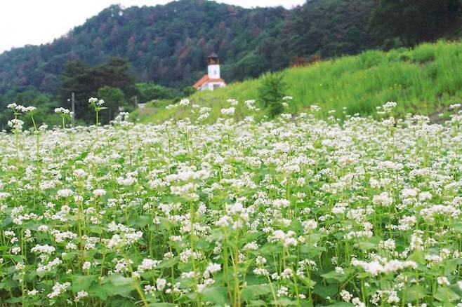 메밀꽃밭/사진=홍천군