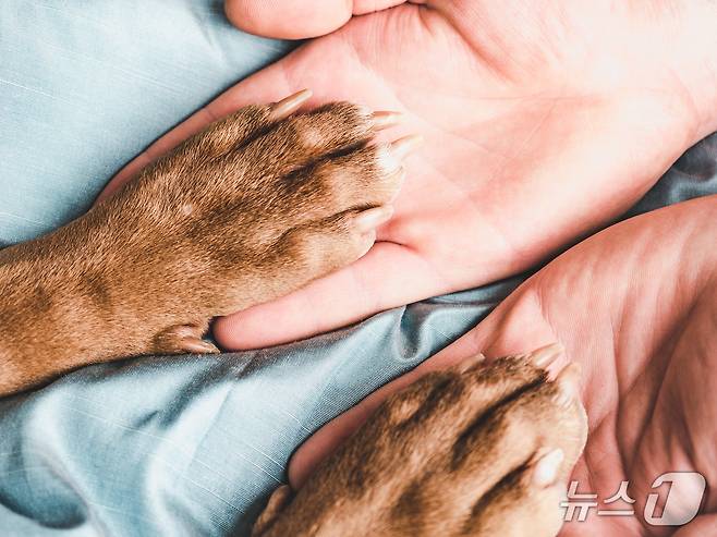 반려동물과 손 잡은 사람의 모습(사진 클립아트코리아) ⓒ 뉴스1