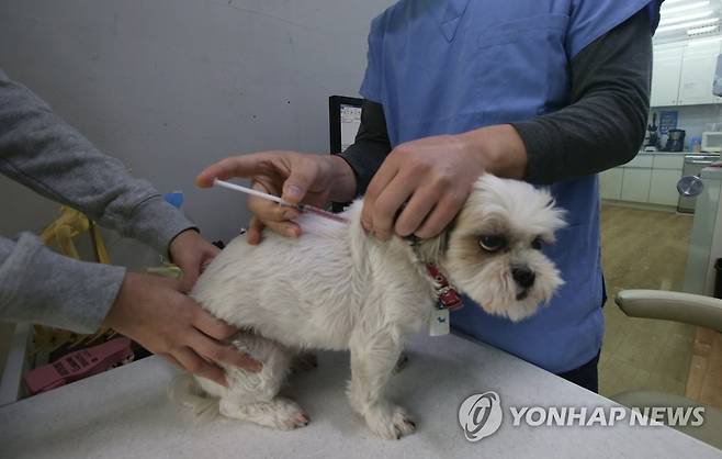 (서울=연합뉴스) 서명곤 기자 = 서울시가 나들이가 잦은 가을철을 맞아 개와 고양이 등 반려동물에 광견병 예방접종을 시작한 12일 오후 서울 시내 한 동물병원에서 수의사가 광견병 예방주사를 놓고 있다. 2015.10.12 seephoto@yna.co.kr