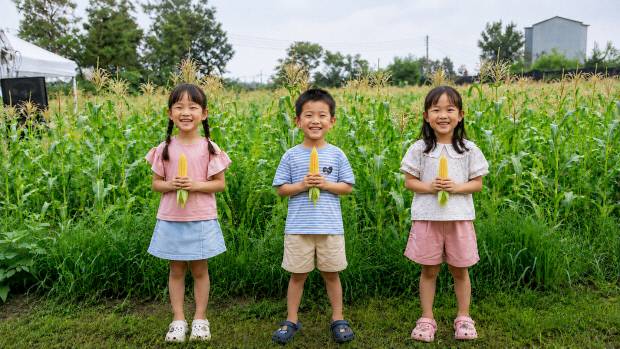 애월읍 수산리 일대는 6월이면 초당옥수수 수확으로 분주해진다.