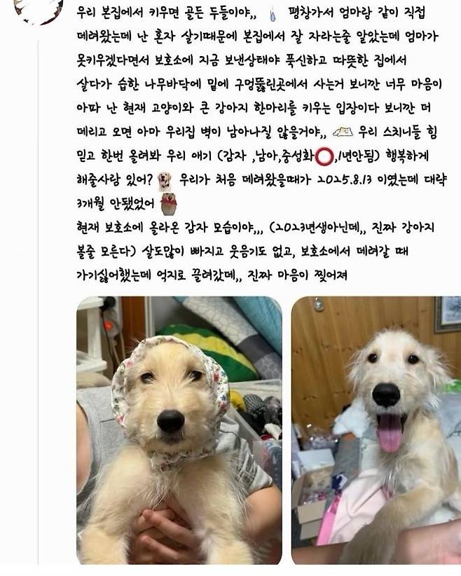 사진 온라인 커뮤니티 캡처