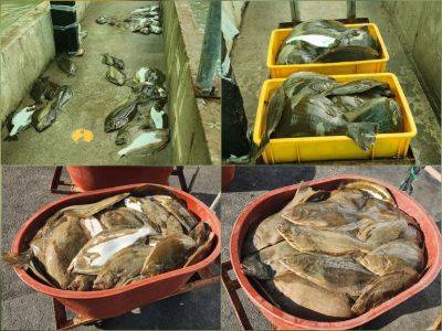 완도 양식장 대표 A씨는 "전체 사육 물량의 40%가 넘는 3만 마리 이상이 폐사해 한순간에 수억 원의 피해를 입었다"며 목소리를 높였다. 업체 제공