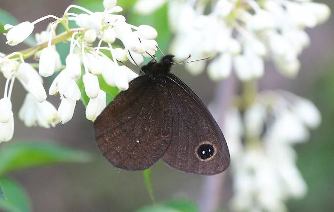 외눈이지옥사촌나비. 지리산 이북 지역 산지 서식. IUCN 적색목록 VU(취약) (사진 국립생물자원관)/뉴스펭귄