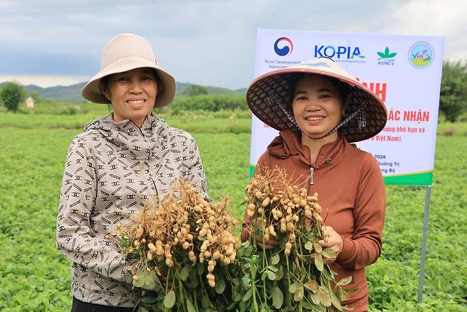 베트남 꽝찌성 농민들이 KOPIA(코피아) 베트남센터가 개발해 보급한 품종(L14)으로 생산된 땅콩을 수확하고 있다. KOPIA 베트남센터