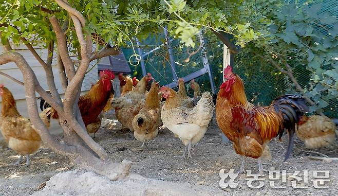 농민신문DB
