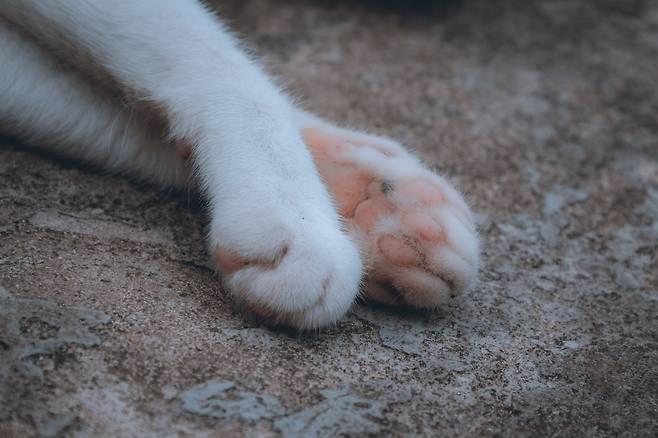 고양이에게 발은 단순히 걷기 위한 신체 부위가 아니다. 고양이의 작은 발에는 생각보다 많은 기능이 들어 있다.