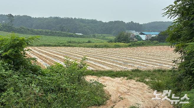 지난 7일 더위로 인한 휴식을 요청한 뒤 실종됐다 숨진채 발견된 라오스 국적 계절노동자 A(38)씨가 근무한 경기 여주시 마래리의 한 호박밭. 김수진 기자