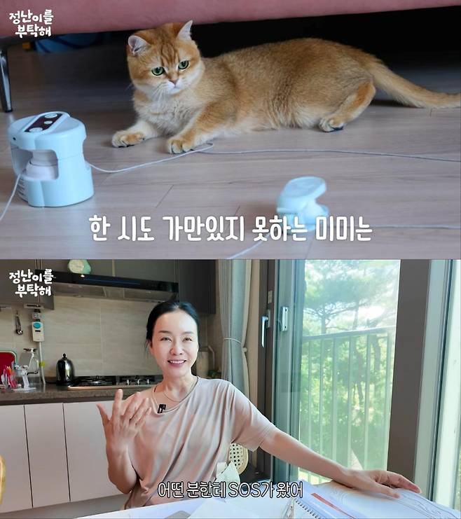 배우 김정난, 반려묘 미미 입양