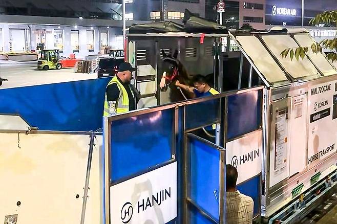 지난 25일 심야 인천공항 화물터미널에서 대회 참가 경주마가 ‘호스 스톨’과 ‘하마대’를 통해 과천 렛츠런파크행 수송 차량으로 옮겨지고 있다. (한진 제공)