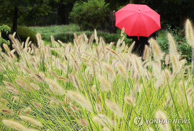 가을 재촉하는 비 (수원=연합뉴스) 홍기원 기자 = 비가 내린 31일 경기 수원시 팔달구 서호꽃뫼공원에서 우산을 쓴 시민이 수크령 사이를 걷고 있다. 2026.8.31 xanadu@yna.co.kr