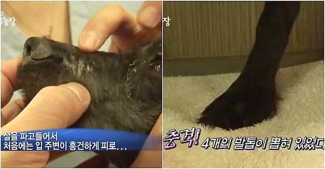 지난 2010년 연쇄 동물학대 사건의 피해자로 방송에 나왔던 네로(SBS TV동물농장 갈무리) ⓒ 뉴스1