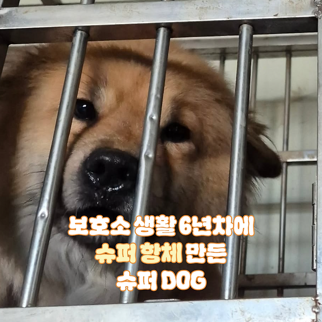 오늘의 주인공 뚠뚠이! 보호자 제공