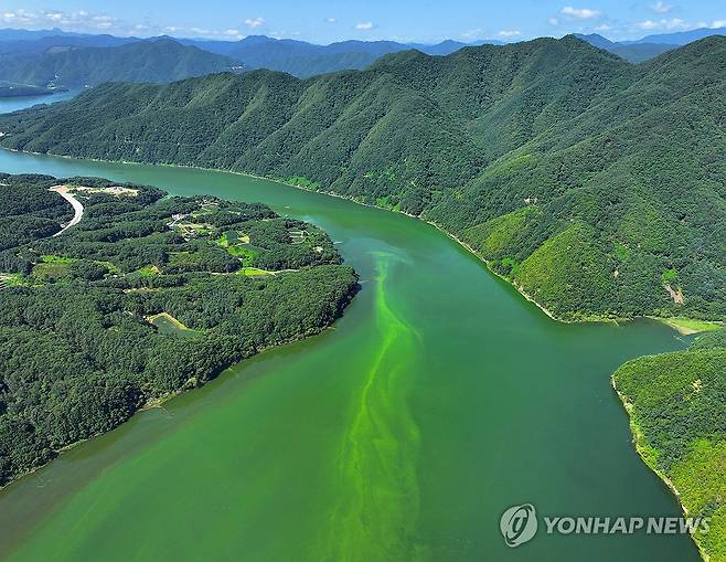 폭염에 점차 확산하는 소양호 녹조 (인제=연합뉴스) 양지웅 기자 = 연일 폭염이 이어지는 지난달 5일 수도권 식수원인 강원 인제군 소양호 상류에 녹조가 점차 확산한 모습. 2026.8.5 yangdoo@yna.co.kr