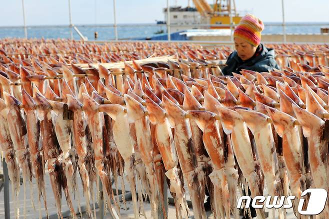 2018년 12월 경북 울릉군 서면 남서리에서 어민들이 오징어를 햇볕에 말리고 있다.. 2019.12.13 ⓒ 뉴스1