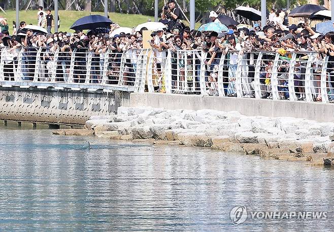 상어 지느러미에 '탄성' (부산=연합뉴스) 손형주 기자 = 20일 부산 동구 부산항 북항 친수공원 수로에 길을 잃은 상어가 사흘째 출몰했다. 물 밖으로 상어 지느러미(왼쪽 아래)가 보이자 시민들이 탄성을 지르고 있다.
부산시는 상어 출몰로 안전에 유의해달라는 안내 문자까지 보냈지만 주말을 맞아 상어를 직접 보려는 시민들이 몰리면서 북항 친수공원은 북새통을 이뤘다. 2026.9.20 handbrother@yna.co.kr