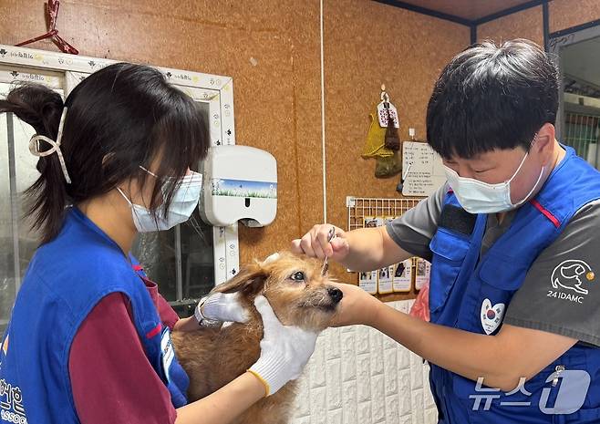벳아너스는 17일 동물보호소에서 의료봉사를 펼쳤다(벳아너스 제공). ⓒ 뉴스1