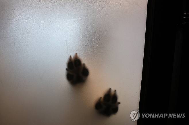 새로운 가족 기다리는 유기견 (서울=연합뉴스) 윤동진 기자 = 국제 강아지의 날인 23일 유기견 보호센터인 서울 강동리본센터에서 유기견이 새로운 가족을 기다리고 있다. 2026.3.23 mon@yna.co.kr