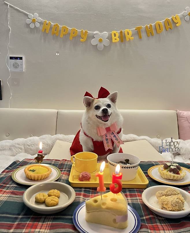 아지의 15살 생일 파티(김정아 제공) ⓒ 뉴스1