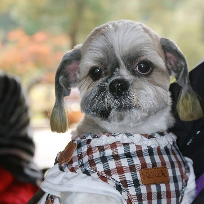 애지중지 보살피며 키운 생전 곰탱이 모습.