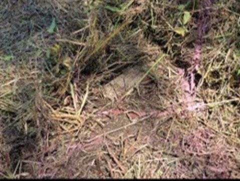 합동 현장조사시 발견한 북한 수지반보병지뢰 추가사진
. 합동참모본부제공