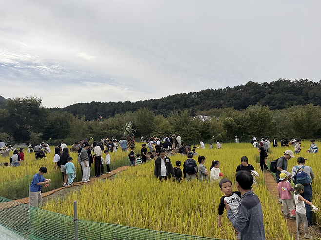 완주 와일드&로컬푸드축제 메뚜기 잡기 / 사진= 문서연 여행+ 기자