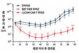 환자 종양을 동물에 이식한 모델에서 L1CAM CAR-T 투여에 따른 난소암 종양 변화.