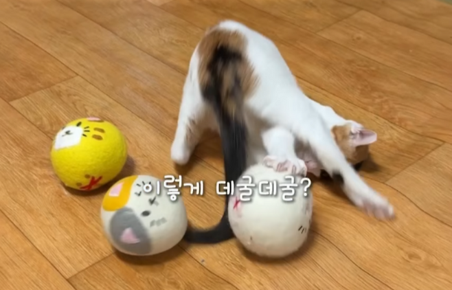 놀다가 넘어지기도 한답니다! 보호자 제공