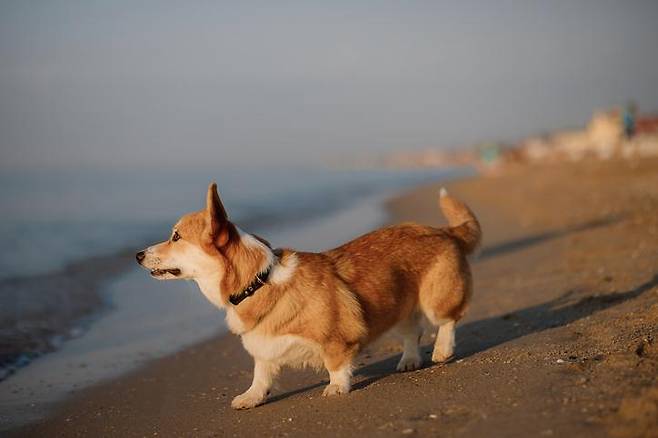 물가에 대한 좋지 않은 기억이 생긴 강아지는 어떻게 도와줄 수 있을까요? 게티이미지뱅크