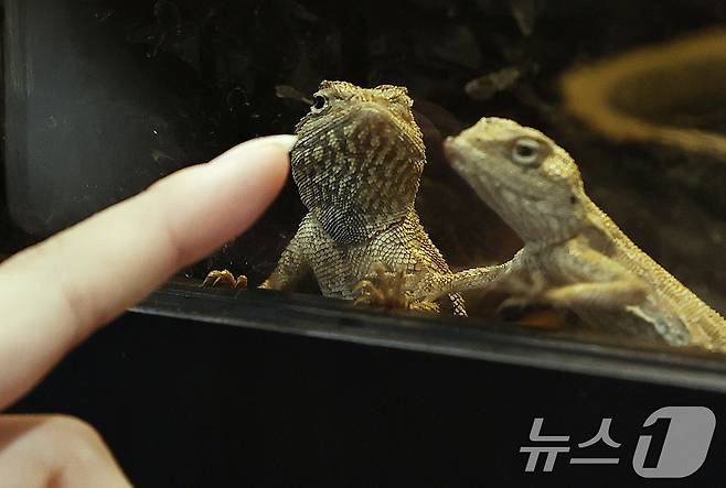 '파충류 박람회'에서 관람객이 도마뱀을 살펴보고 있다. 2026.5.10 ⓒ 뉴스1 구윤성 기자