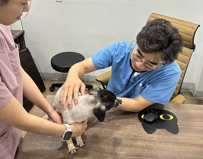 이상호 대구 이끌림동물병원 원장(오른쪽)이 강아지를 진료하고 있다(그린벳 제공). ⓒ 뉴스1