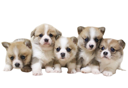 개 투명배경 png 이미지 다운로드